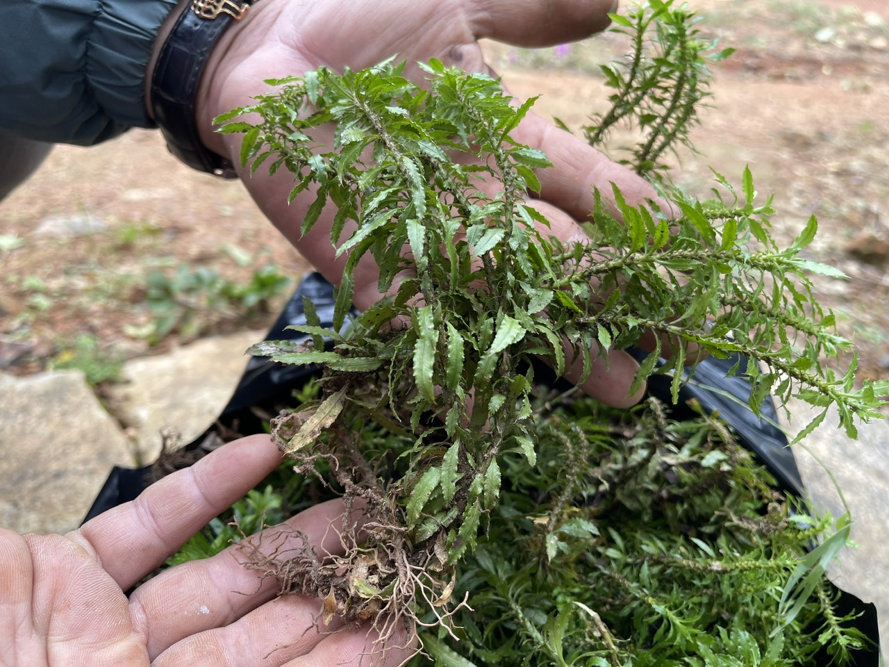 Thạch tùng răng tên khoa học là Huperzia serrata (Thunb.) Trev., là một loại thân thảo, thuộc họ thông đất (Lycopidiaceae), thường mọc ở bề mặt đá, đất mùn ở dưới tán rừng quanh năm ẩm ướt, độ mùn cao, độ cao trên 1000m so với mặt nước biển. Ở Việt Nam hiện nay chỉ mới phát hiện được loài cây này ở một số địa phương như Sapa (Lào Cai) và Đà Lạt (Lâm Đồng). Ở Trung Quốc, cây này được sử dụng trong y học cổ truyền qua hàng ngàn năm với tác dụng lợi tiểu, chống co thắt, giảm đau và cầm máu. Hoạt chất chính của thạch tùng răng là một loại alkaloid có tên là Huperzine A. Vào năm 1986, các nhà khoa học Trung Quốc đã chiết được Huperzine A từ cây Thạch tùng răng (Huperzia serrata Thunb. Trev) Chất này có khả năng tăng cường trí nhớ và điều trị các bệnh suy giảm trí nhớ ở người già, đặc biệt là bệnh Alzheimer.