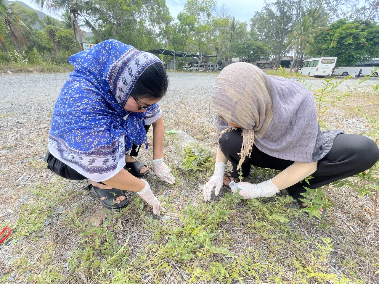 Cây gai sầu, còn gọi là gai chống hoặc gai ma vương do quả có gai sắc nhọn, khi giẫm phải có thể gây bệnh và thối thịt. Đây là loài cây bò lan trên mặt đất với nhiều cành dài từ 30 đến 60 cm. Lá mọc đối, dạng kép lông chim lẻ và mặt dưới phủ lớp lông trắng mịn. Hoa màu vàng, mọc đơn lẻ ở kẽ lá với cuống ngắn, thường nở vào mùa hè. Quả nhỏ, khô và có gai. Bộ phận dùng làm thuốc là quả của cây gai sầu, trong Đông y gọi là tật lê hoặc bạch tật lê. Vào tháng 8 - 9, khi quả chín, người ta cắt cả cây đem phơi khô, sau đó dùng gậy cứng đập để quả rụng xuống, chọn lấy những quả già, phơi khô và sử dụng làm thuốc.Theo y học cổ truyền, tật lê có vị đắng, cay, tính ấm, vào hai kinh can và phế. Có tác dụng bình can, tán phong, thắng thấp, hành huyết. Dùng chữa các bệnh đầu nhức, phong ngứa, tích tụ, tắc sữa. Trong dân gian, thường dùng tật lê bổ thận, trị đau lưng, gầy yếu, xuất tinh sớm, loét miệng.