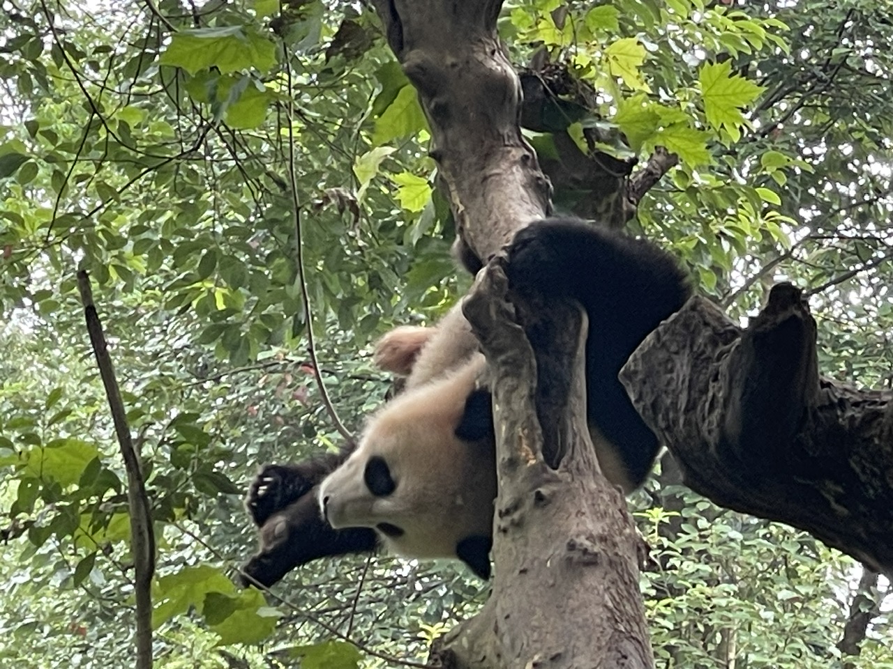 Gấu trúc – những 