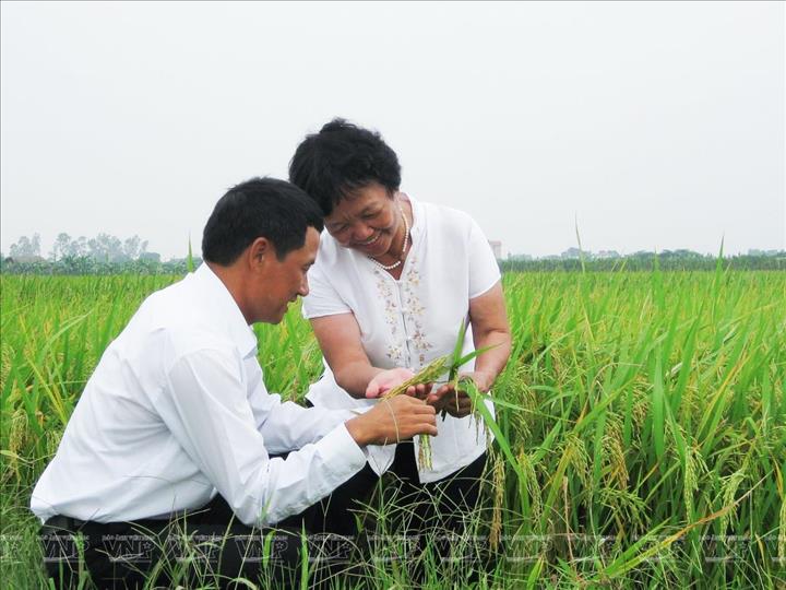 PGS.TS Nguyễn Thị Trâm cho biết, khi nghe tin giống lúa do mình và các đồng nghiệp tạo ra đạt kết quả vượt trội tại Cuba, bà “vừa bất ngờ vừa tự hào”, vì đó là minh chứng cho năng lực nghiên cứu giống lúa lai của Việt Nam đã tiệm cận trình độ quốc tế.