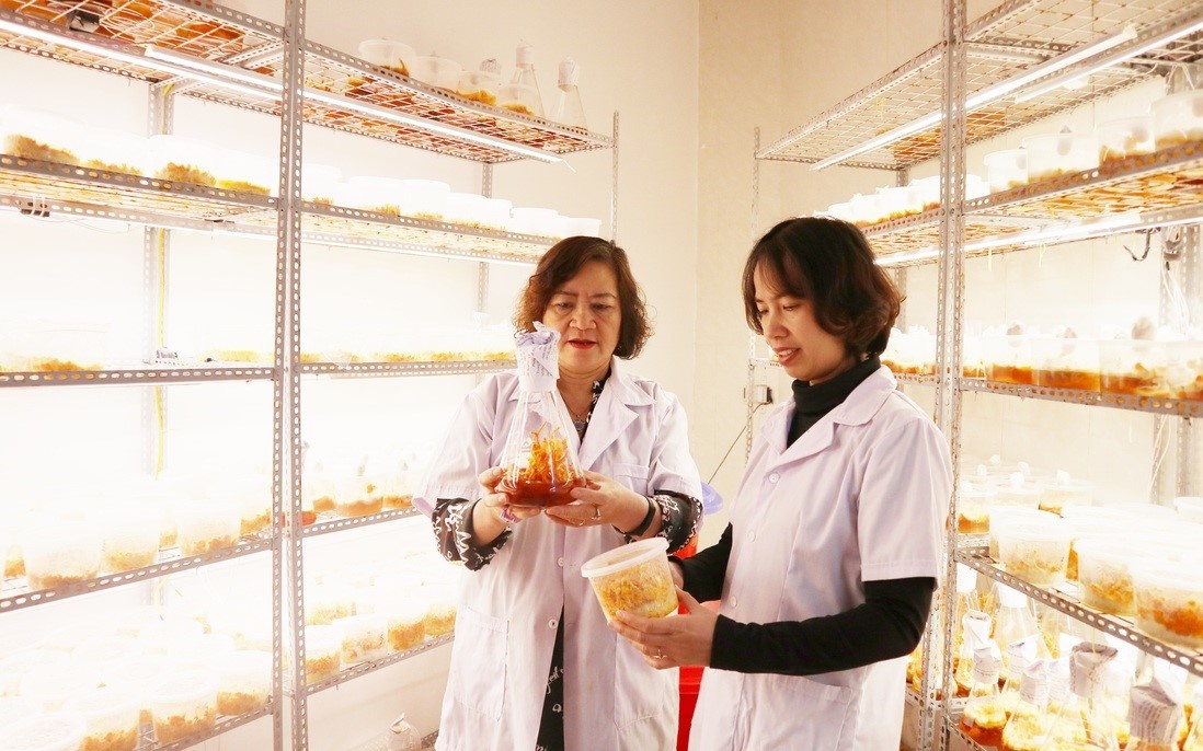 GS.TS Lê Mai Hương không chỉ là nhà khoa học nổi tiếng, một trong những nhà nghiên cứu có uy tín ở Việt Nam trong lĩnh vực Hóa học thiên nhiên, mà còn được biết đến là một người luôn dành trọn tâm huyết của mình cho nghiên cứu khoa học, đặc biệt là nghiên cứu nấm dược liệu.