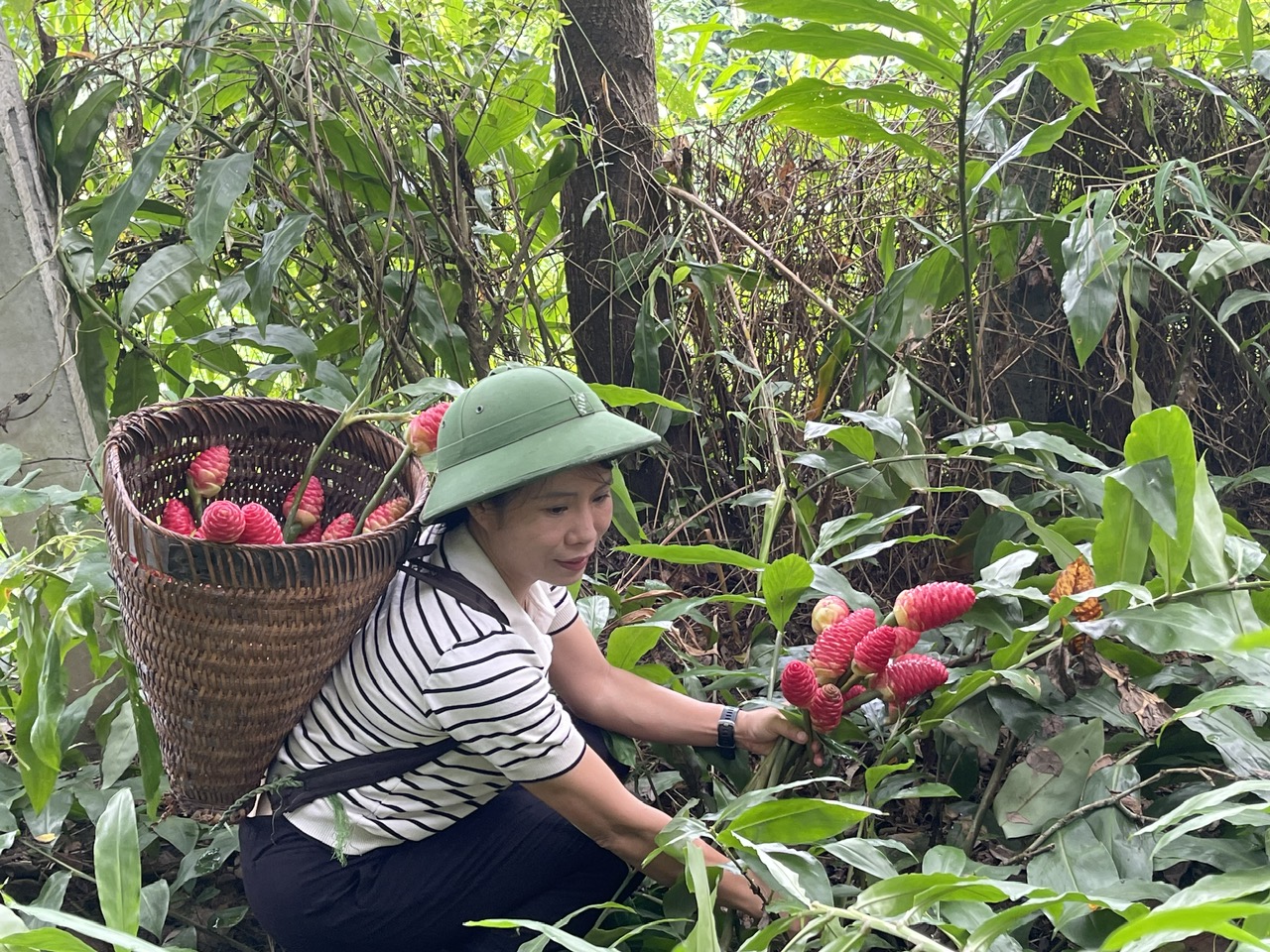 TS Nguyễn Thị Thúy Hường, Phó Trưởng phòng Công nghệ Tế bào thực vật, Viện Sinh học ( Viện Hàn Lâm Khoa học và kỹ thuật Việt Nam) thu mẫu hoa cây gừng gió tại Phú Thọ.
