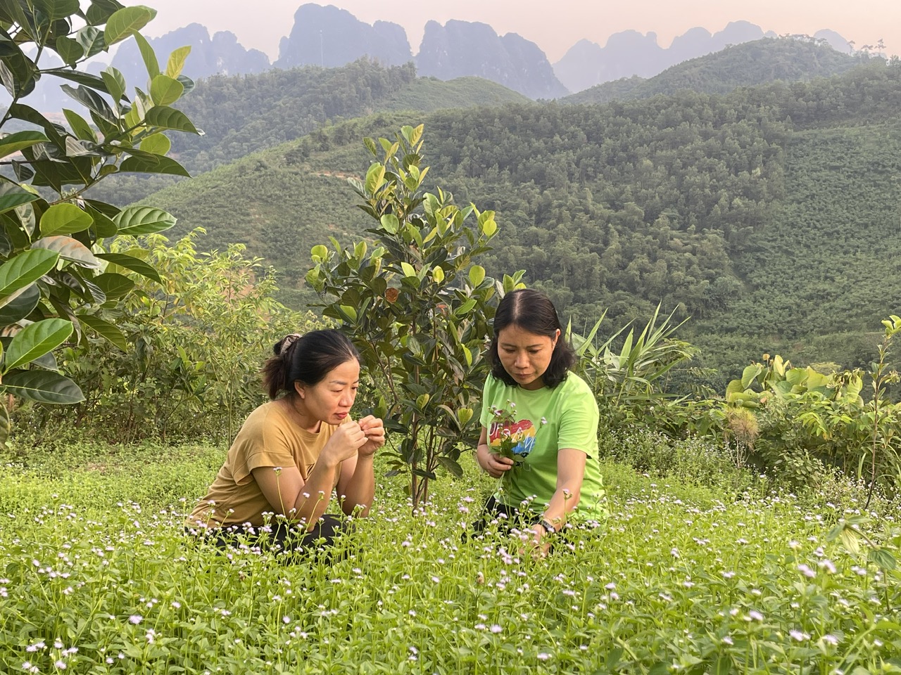 TS Nguyễn Thị Thúy Hường và TS Bá Thị Châm ( Viện Hàn lâm Khoa học và Công nghệ Việt Nam) thu mẫu dược liệu.