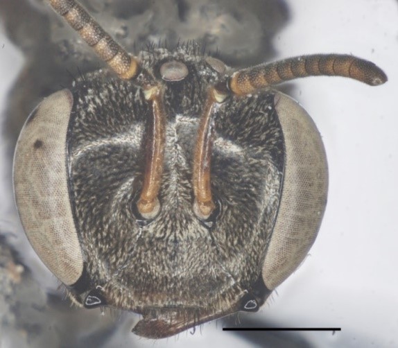  Đầu ong nhìn từ phía trước     