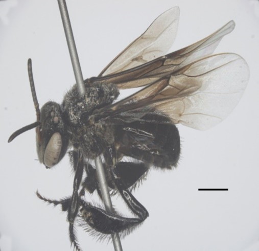 Toàn bộ cơ thể nhìn từ mặt bên