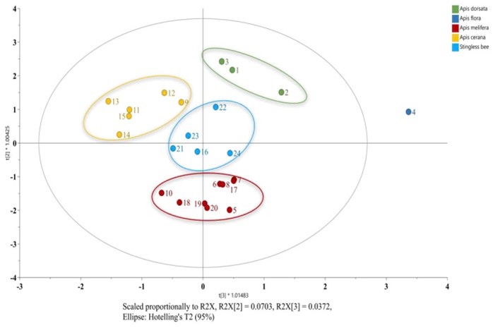 Khám phá bí ẩn keo ong và mật ong Việt Nam: Những phát hiện mới từ Tây Nguyên