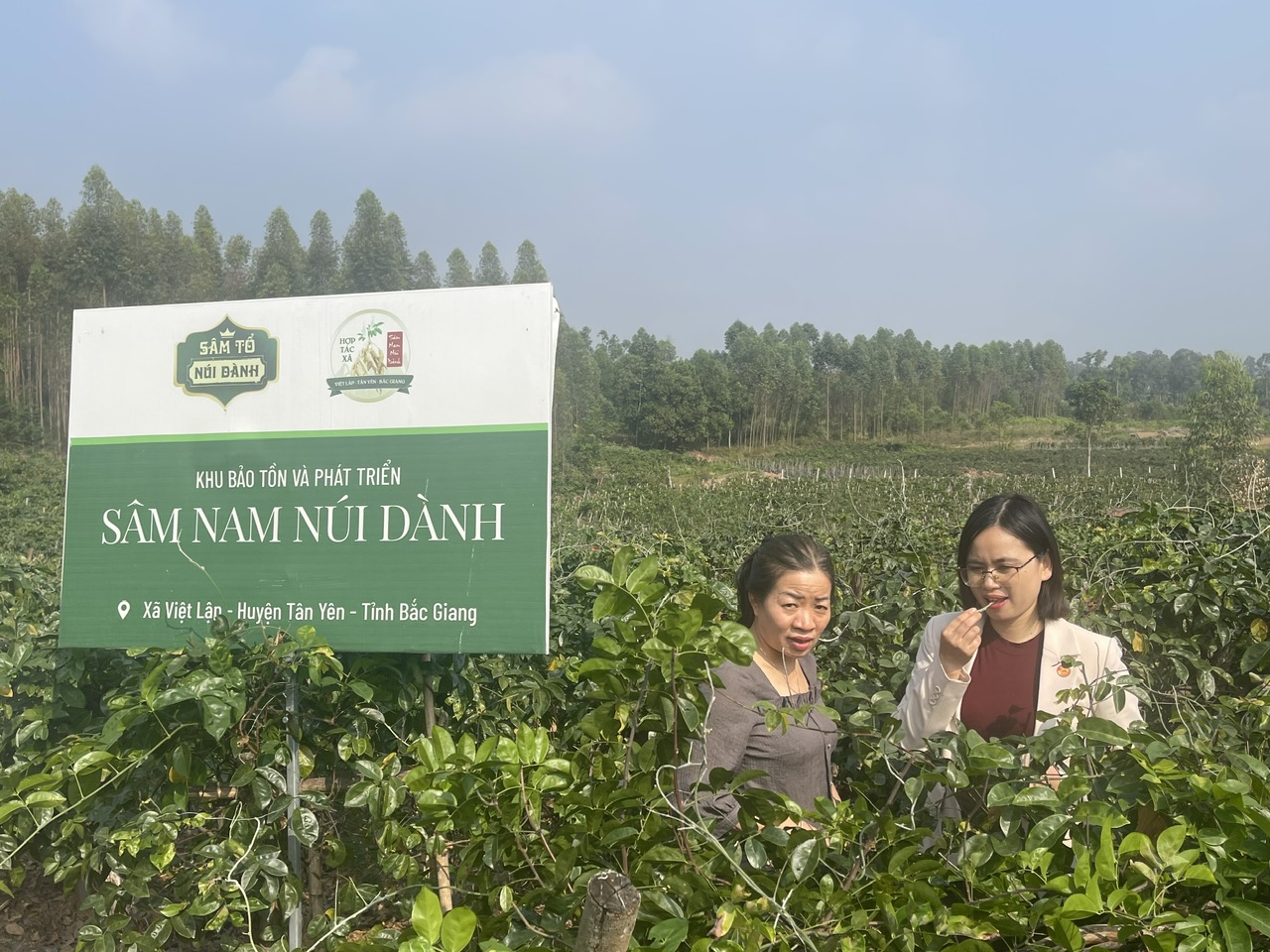 TS Bá Thị Châm và chị Giáp Thị Ngọc Chung, người khởi xướng dự án Trà thảo mộc SAMMAX tại khu vực trồng Sâm Nam núi Dành.