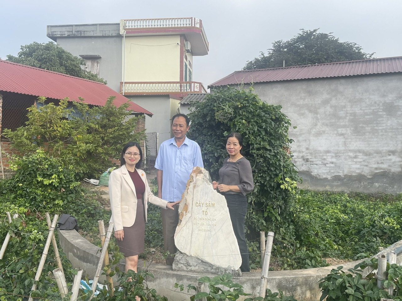 Nhóm dự án bên cây Sâm Tổ gần 100 năm tuổi