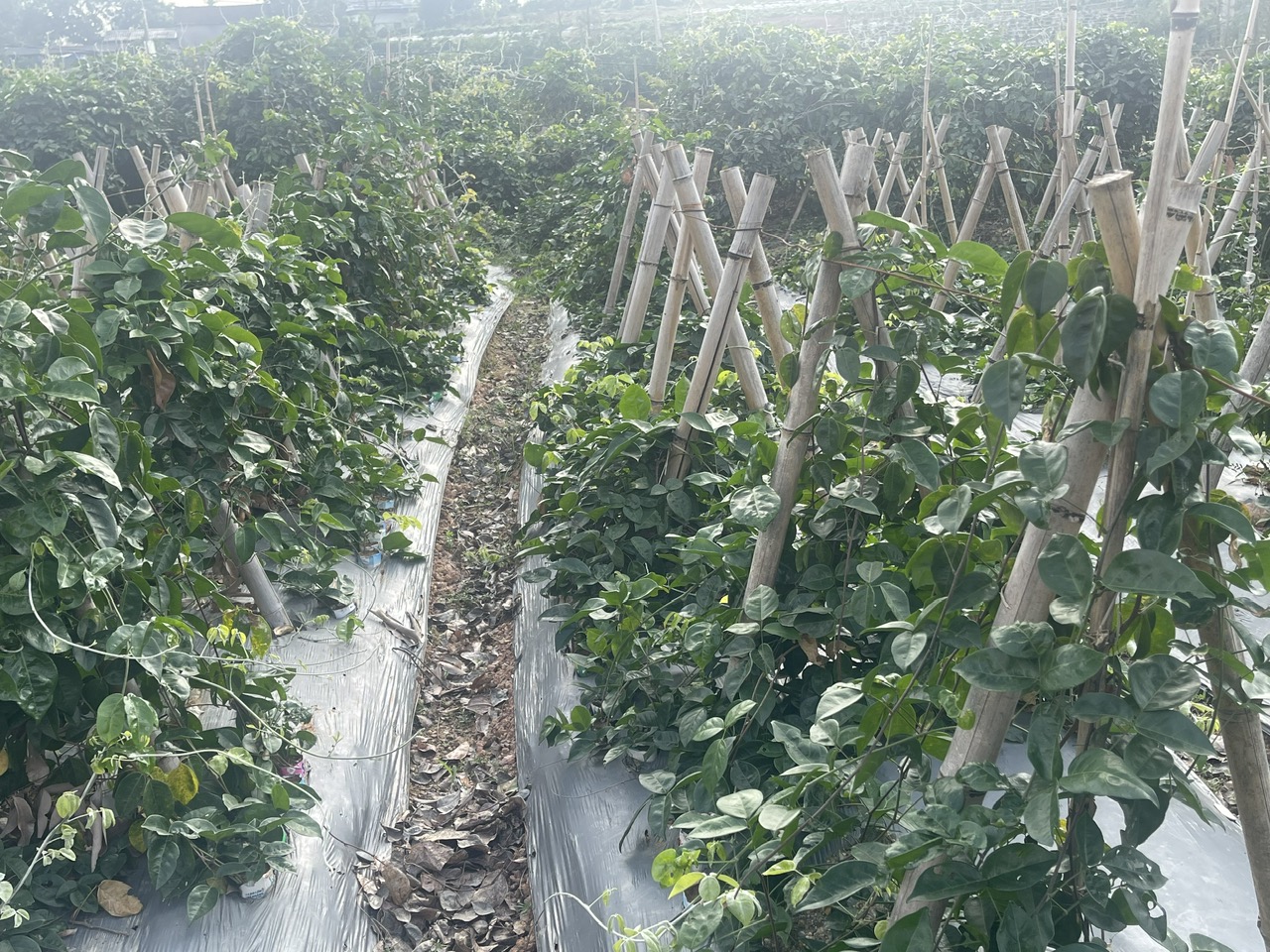 Dấu ấn khoa học – công nghệ trong dự án giành Giải Nhất Khởi nghiệp