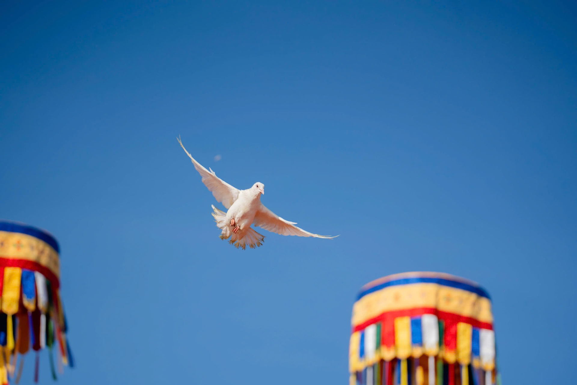 Chim bồ câu bay lên giữa mây trời mang theo ước nguyện hòa bình và an lạc.