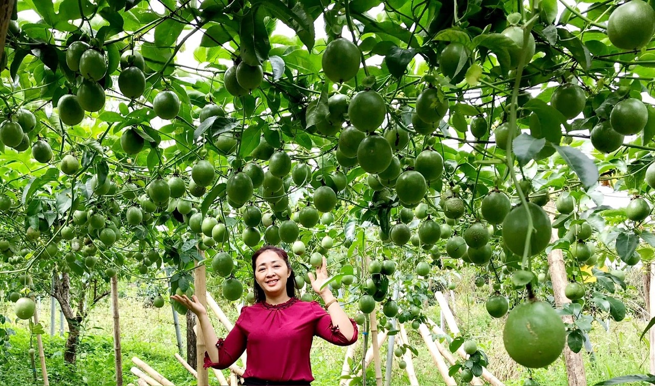  Nghiên cứu “Nghiên cứu thành phần và biện pháp phòng trừ sâu bệnh hại trên cây chanh leo ở Việt Nam” của TS Nguyễn Thị Bích Ngoan và nhóm nghiên cứu đã đạt được những kết quả tích cực.