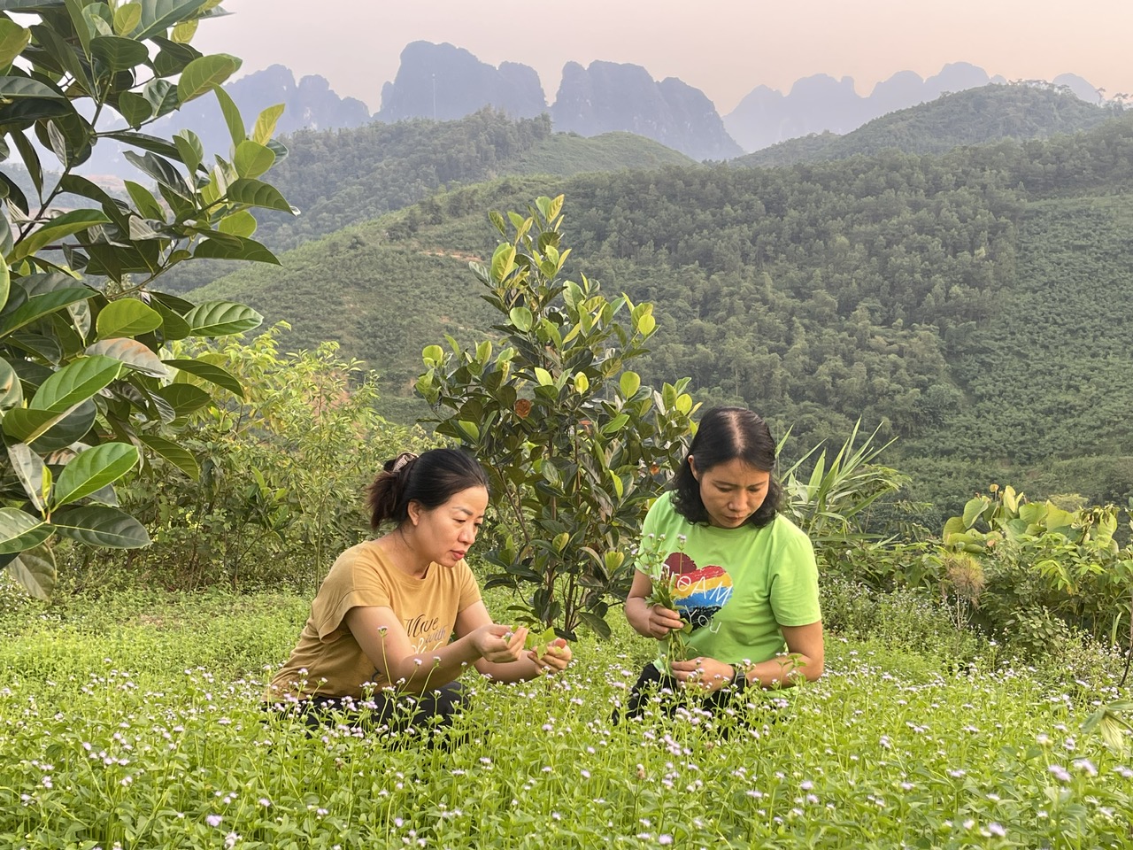 Thu mẫu dược liệu