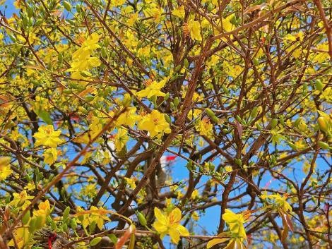 Cây mai cổ thụ 150 tuổi nở rộ, tượng trưng cho trường thọ và thịnh vượng, trở thành điểm hẹn của nhiều gia đình trong chuyến du xuân, cầu may những ngày đầu năm mới sắp tới.