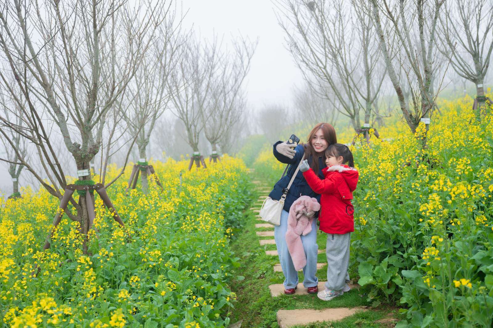  Con đường hoa cải rực rỡ sắc vàng dưới làn sương mù của núi rừng Sapa mê hoặc du khách.