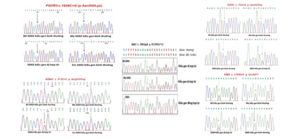 Các biến thể ở các gia đình bệnh nhân mắc bệnh loạn sản xương
