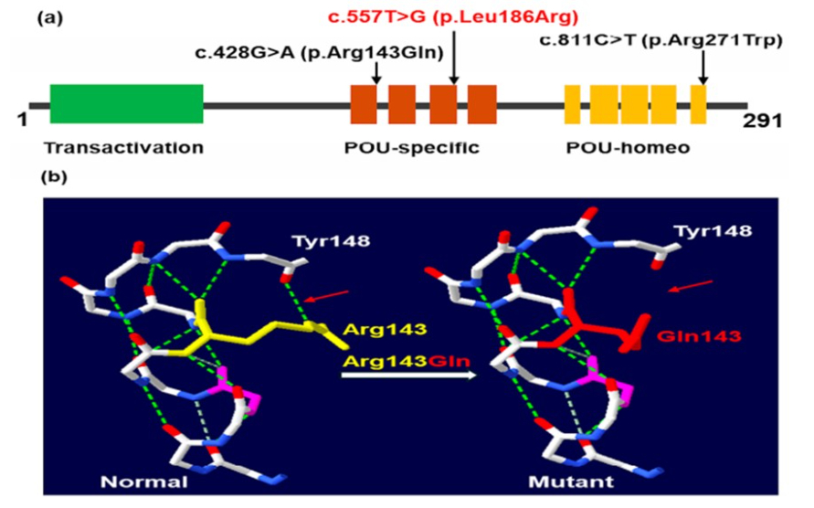 Vị trí của các biến thể POU1F1 trong protein (a) và của p.Arg143Gln trong cấu trúc không gian ba chiều của PIT-1 người (b)