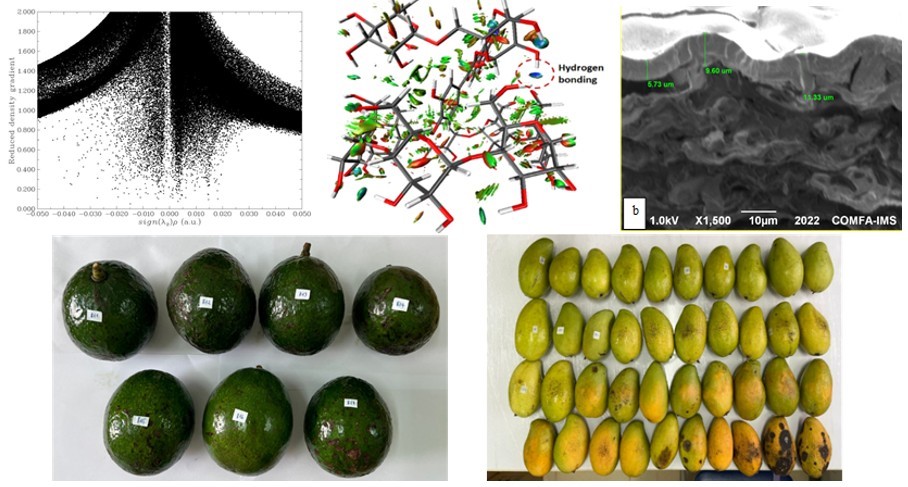 Một số kết quả nghiên cứu và đánh giá khả năng bảo quản của màng nanocomposite trên cơ sở chitosan chứa phức hợp nano rutin-cyclodextrin