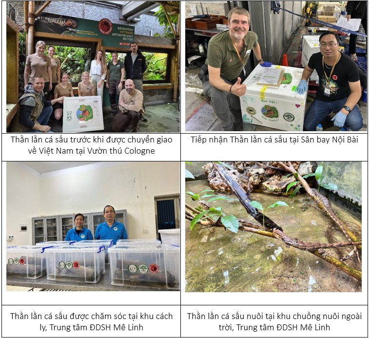 Từ bờ tuyệt chủng đến hy vọng mới: Câu chuyện bảo tồn loài Thằn lằn cá sấu tại Mê Linh