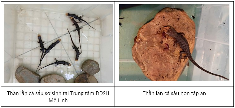 Từ bờ tuyệt chủng đến hy vọng mới: Câu chuyện bảo tồn loài Thằn lằn cá sấu tại Mê Linh