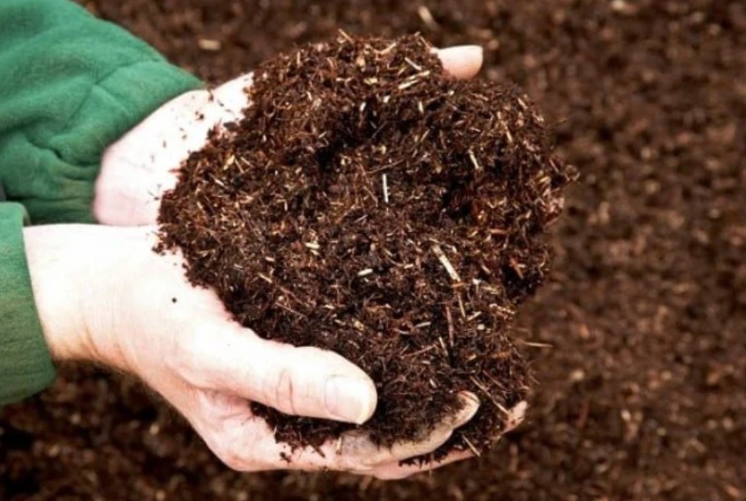Để cây trồng sinh trưởng và phát triển tốt thì yếu tố quyết định không thể thiếu đó là môi trường đất.