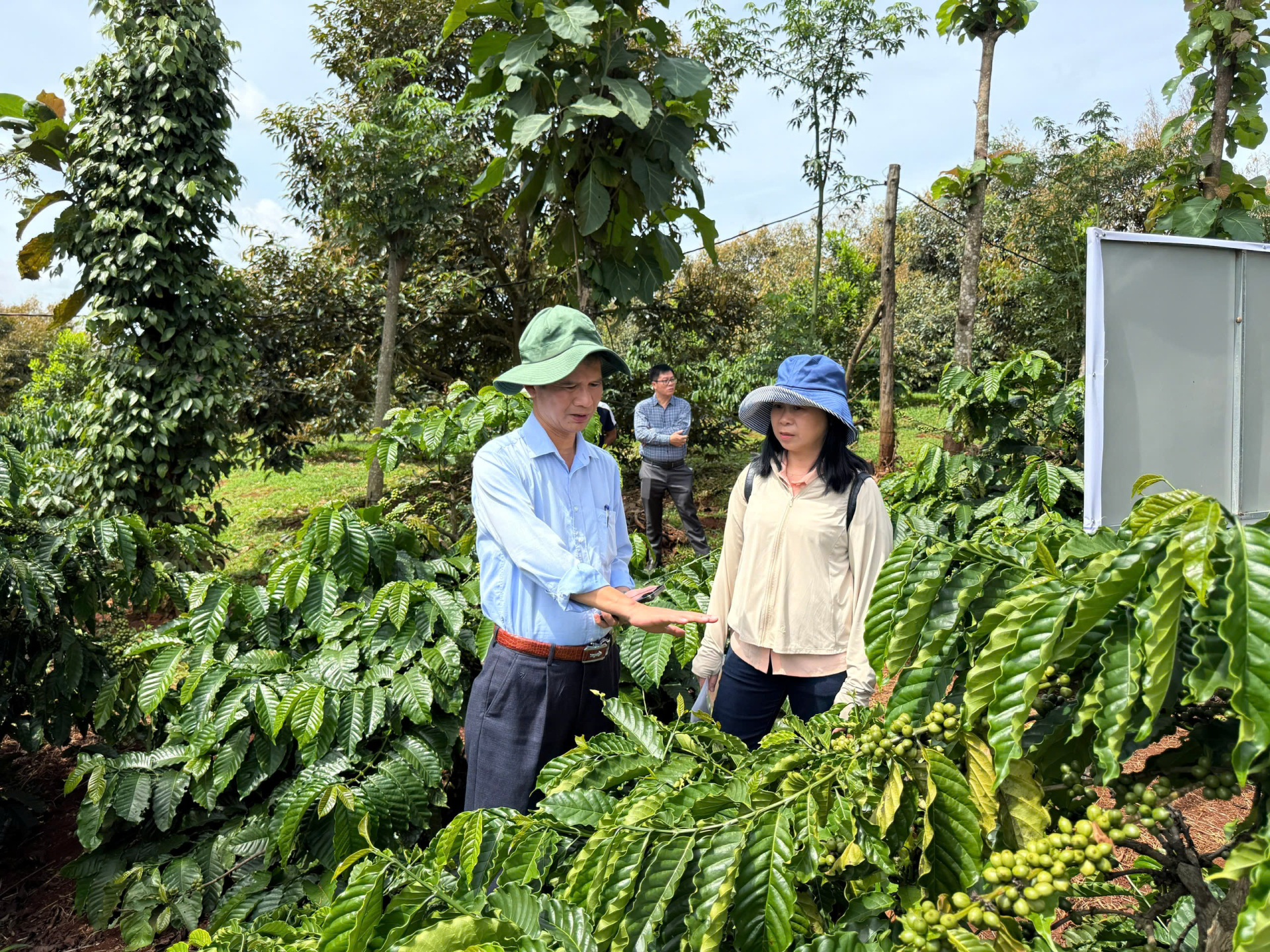 Giải mã “hệ vi sinh vật vùng rễ” cà phê bằng công nghệ Ý: Mở hướng đi mới cho nông nghiệp xanh ở Tây Nguyên