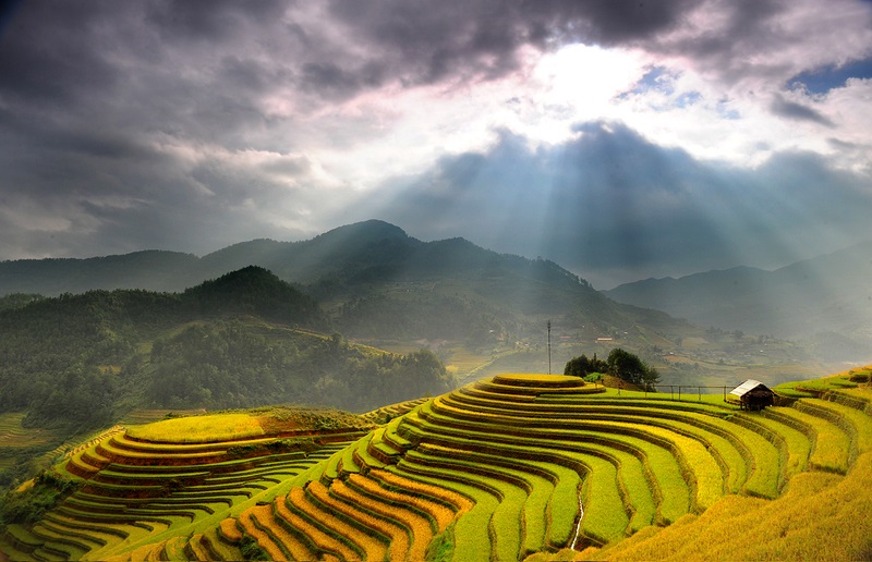 Hoàng Su Phì nổi tiếng nhất với những thửa ruộng bậc thang độc đáo và ấn tượng vào mùa thu hoạch. Ảnh: indochinatravelpackages.
