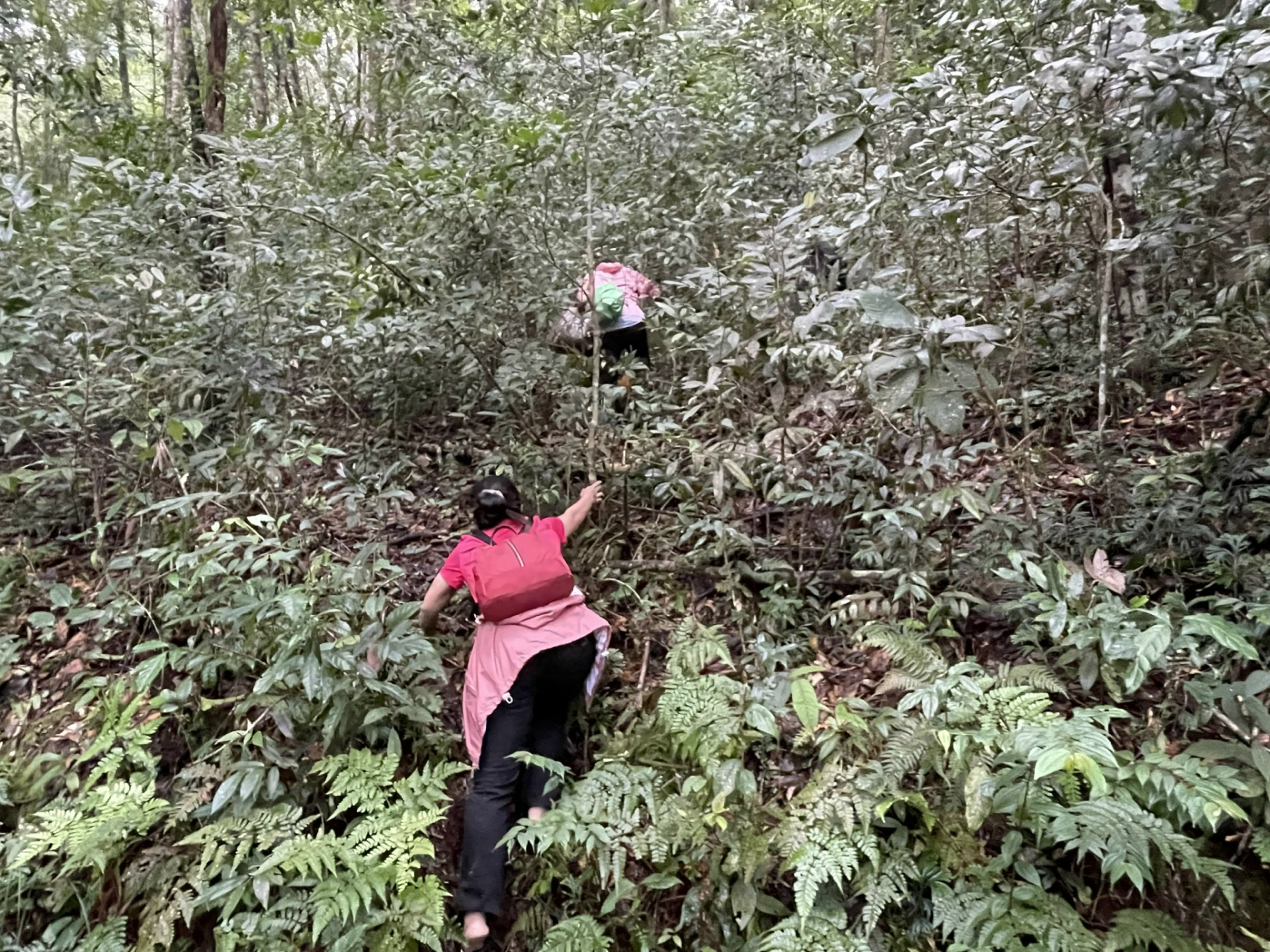 TS Bá Thị Châm và đồng nghiệp trong một lần đi thu mẫu tại Lâm Đồng