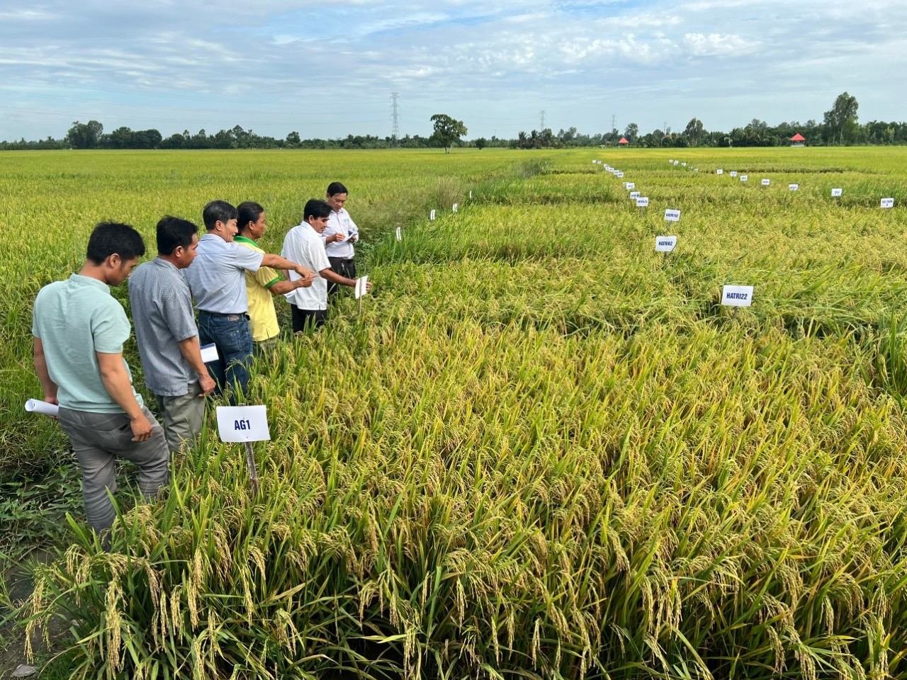 Các giống lúa chống chịu khô hạn và phẩm chất được Chi hội chuyển giao tại An Giang