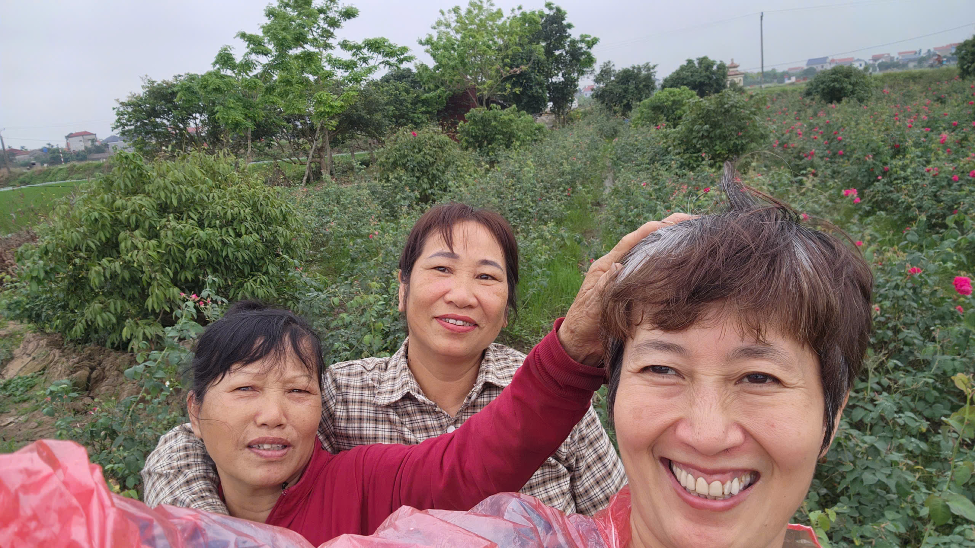 Phụ nữ nông thôn và nhà khoa học cùng mong dự án hoa hồng cổ Đà Lạt tìm được nguồn lực để hiện thực hóa mô hình sinh kế bền vững