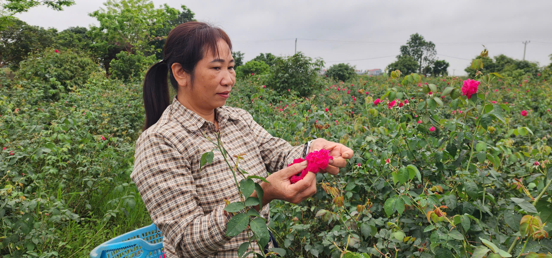Chị Lý, một phụ nữ ở Hưng Yên thu hoạch hoa hồng cổ trong khu vườn của gia đình