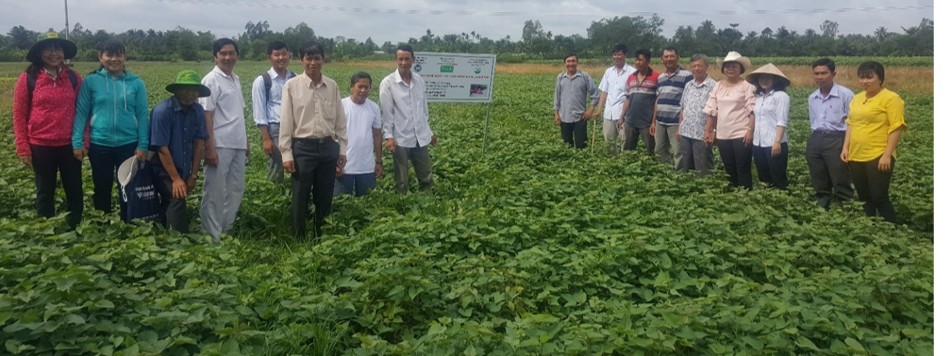 Nông dân đánh giá ruộng khoai lang tại Bình Tân với nhân giống Siêu nguyên chủng.