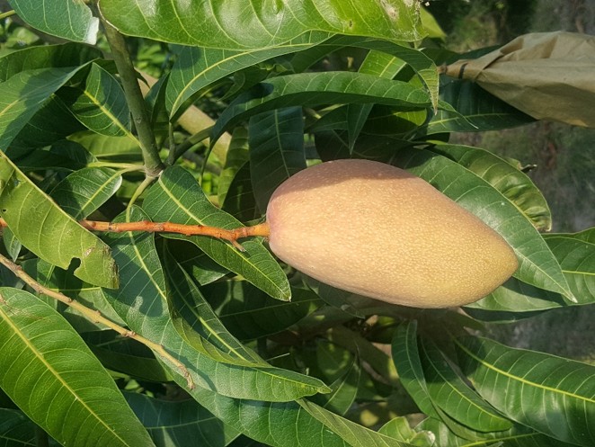 Bốn mô hình nông nghiệp công nghệ cao mở hướng sinh kế cho phụ nữ Đồng bằng sông Cửu Long