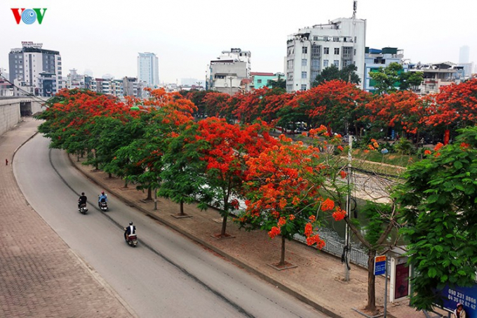 Hai bên bờ sông Tô Lịch những cây phượng vĩ khoe sắc đỏ rực rỡ., tô đẹp cho thành phố Hà Nội. Ảnh VOV