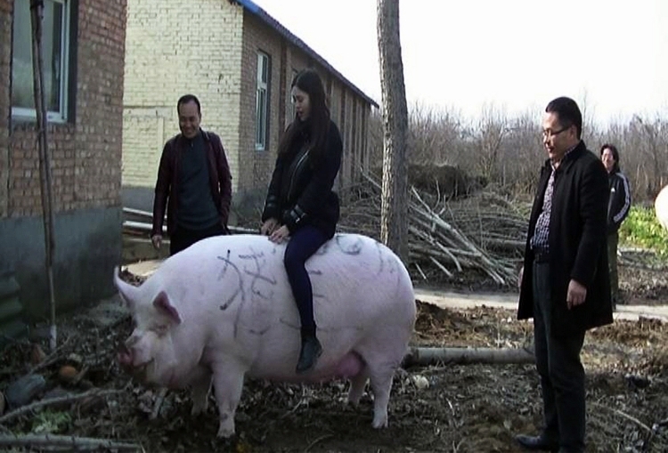 Thiếu thịt, Trung Quốc nuôi 'lợn khổng lồ'
