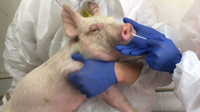Trung Quốc bác cảnh báo 'chủng cúm lợn có thể thành đại dịch'