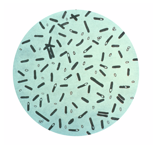 Vi khuẩn Clostridium botulinum trong pate Minh Chay gây bệnh như thế nào?