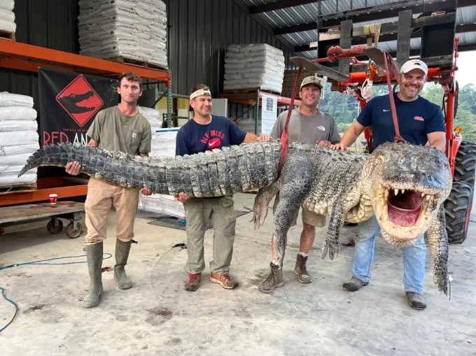     Một nhóm thợ săn bao gồm Tanner White, Don Woods, Will Thomas và Joey Clark đã bắt được một con cá sấu dài hơn 4,3 m, nặng 364 kg, đây là một kỷ lục mới của bang Mississippi, Mỹ. Ảnh: Red Antler    