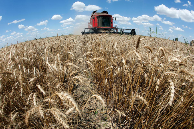 Sản lượng nhập khẩu lúa mì từ Mỹ tăng hơn 13.000% chỉ trong tháng 8. Ảnh: Refinitv
