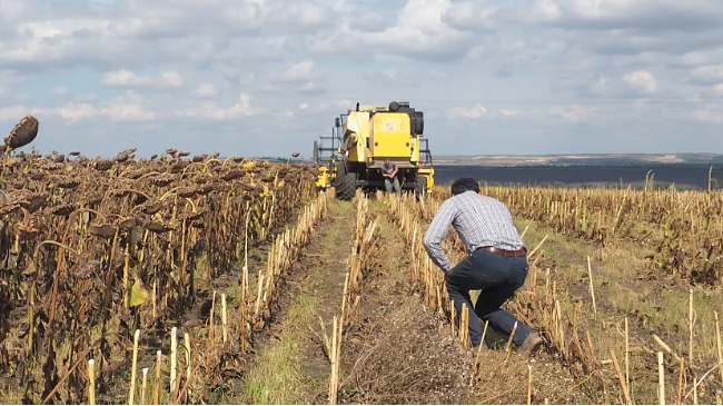 Nông dân người Moldova Alexei Micu kiểm tra cánh đồng hoa hướng dương của mình trong vụ thu hoạch, tháng 9 năm 2023. Ảnh: Euro News