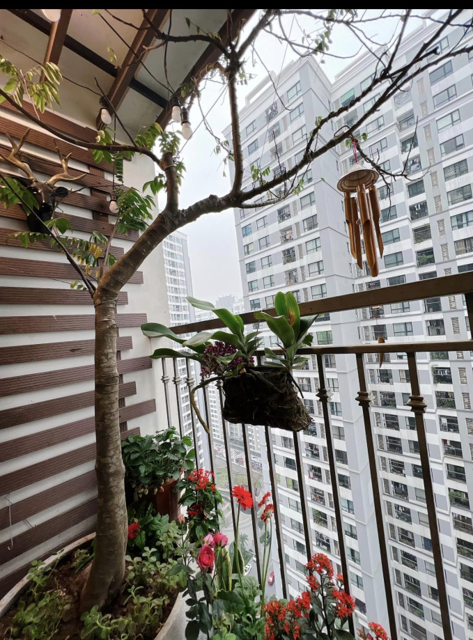 Ở thành phố nhưng đam mê làm vườn: Cô gái dồn sức cải tạo ban công chung cư, thành quả vô cùng mỹ mãn