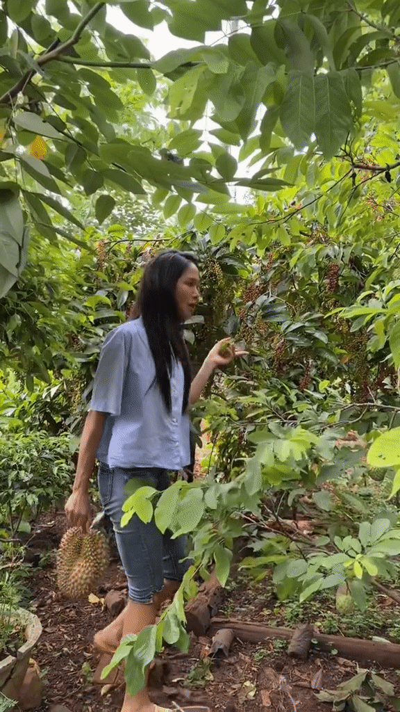 Cây chòi mòi chín mọng trong vườn của gia đình H'Hen Niê 
