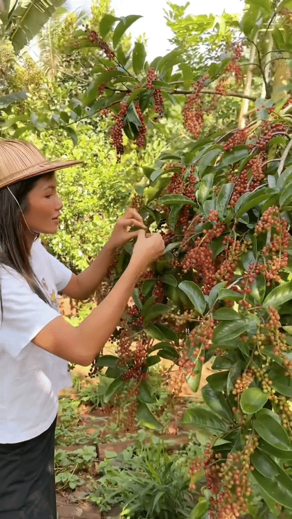 Khu vườn nhà H’Hen Niê hút gần 10 triệu lượt xem: Rau xanh trái ngọt sum suê, netizen tấm tắc “đỡ tốn tiền đi chợ” 