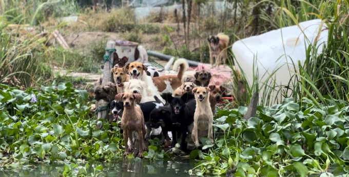 Người phụ nữ thuê trọn hòn đảo, giấu gia đình một mình nuôi hơn 200 chú chó lang thang