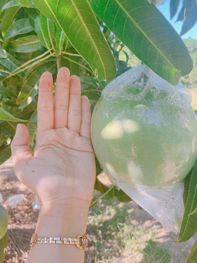 Trái cây trong vườn của chị Hồng Lam