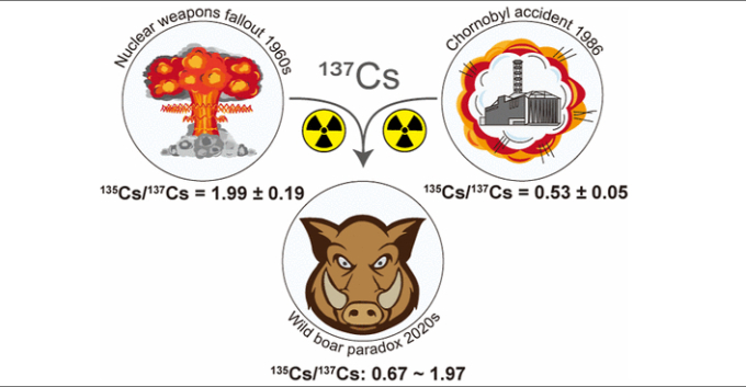 Việc loài lợn rừng có chỉ số phóng xạ cao là do loài này bị nhiễm cả phóng xạ caesium-135 và caesium-137