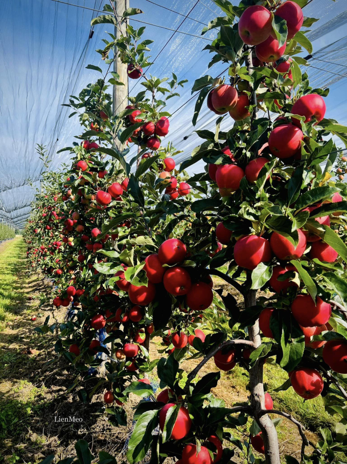               Giống táo Gala chín đỏ làm nổi bật cả khu vườn.        