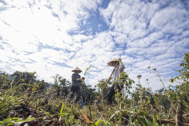 “Ngân hàng cây xanh” TreeBank và câu chuyện lạ: Không cần đất cũng có thể trồng rừng