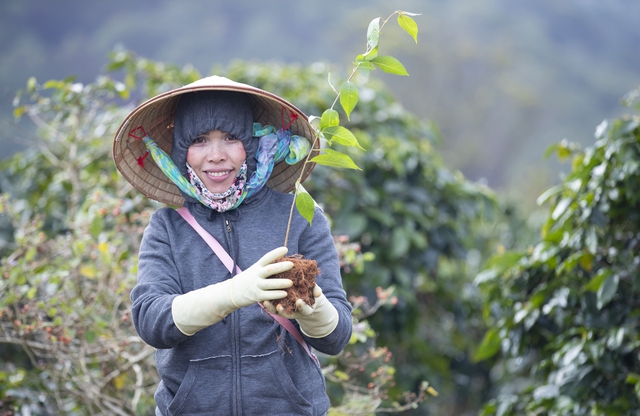 “Ngân hàng cây xanh” TreeBank và câu chuyện lạ: Không cần đất cũng có thể trồng rừng