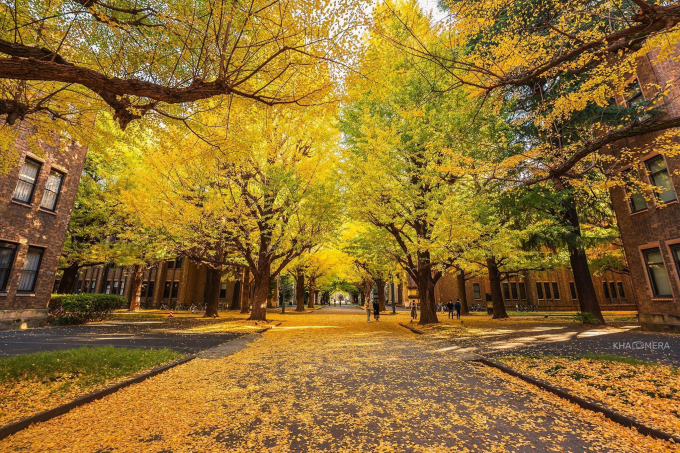 Cảnh lá rụng tại Đại học Tokyo