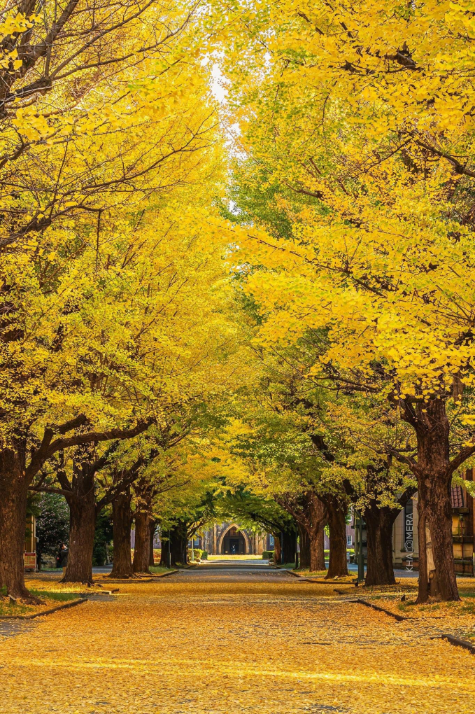Một trường đại học gây bão với khung cảnh lá vàng rơi ngập khuôn viên, sao lại có nơi đẹp mê mẩn đến thế?